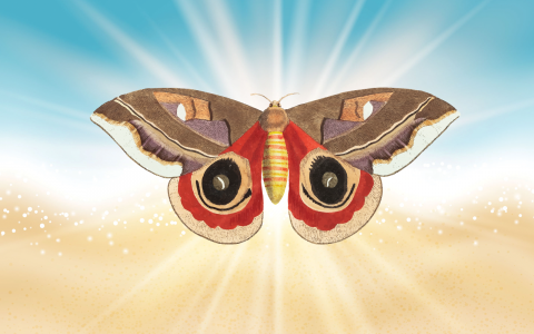 Meet Me At Dawn: An illustration of a moth with bright sunburst behind it on the background of a beach
